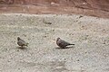 Common ground-dove (45996936855).jpg