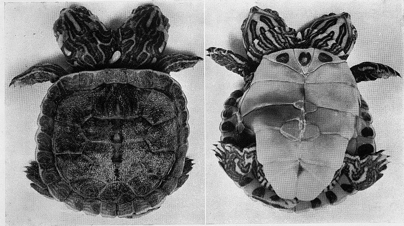 File:Conjoined twins in turtles (Reeve 084388-1), National Museum of Health and Medicine (3300087122).jpg