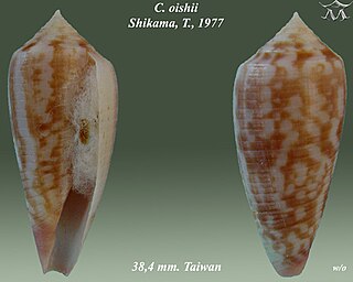 <i>Conus oishii</i> Species of sea snail