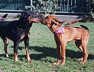 Cooper the bloodhound meets and greets friend.jpg