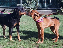 what are the 4 major methods of communication that dogs use