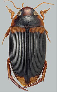 <i>Copelatus irregularis</i> Species of beetle