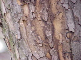 Écorce du tronc du cornouiller mâle