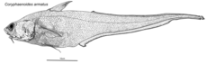 Coryphaenoides armatus illustration.png