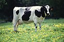 Cow female black white.jpg