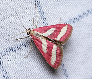 <i>Noctueliopsis rhodoxanthinalis</i> Species of moth