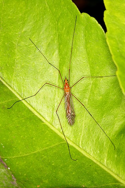 File:Crane Fly.jpg