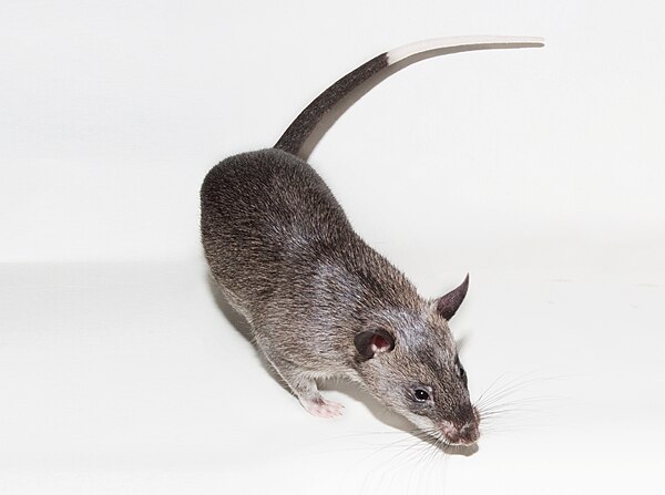 Gambian pouched rat