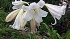 Crinum Latifolium in Bloom.jpg