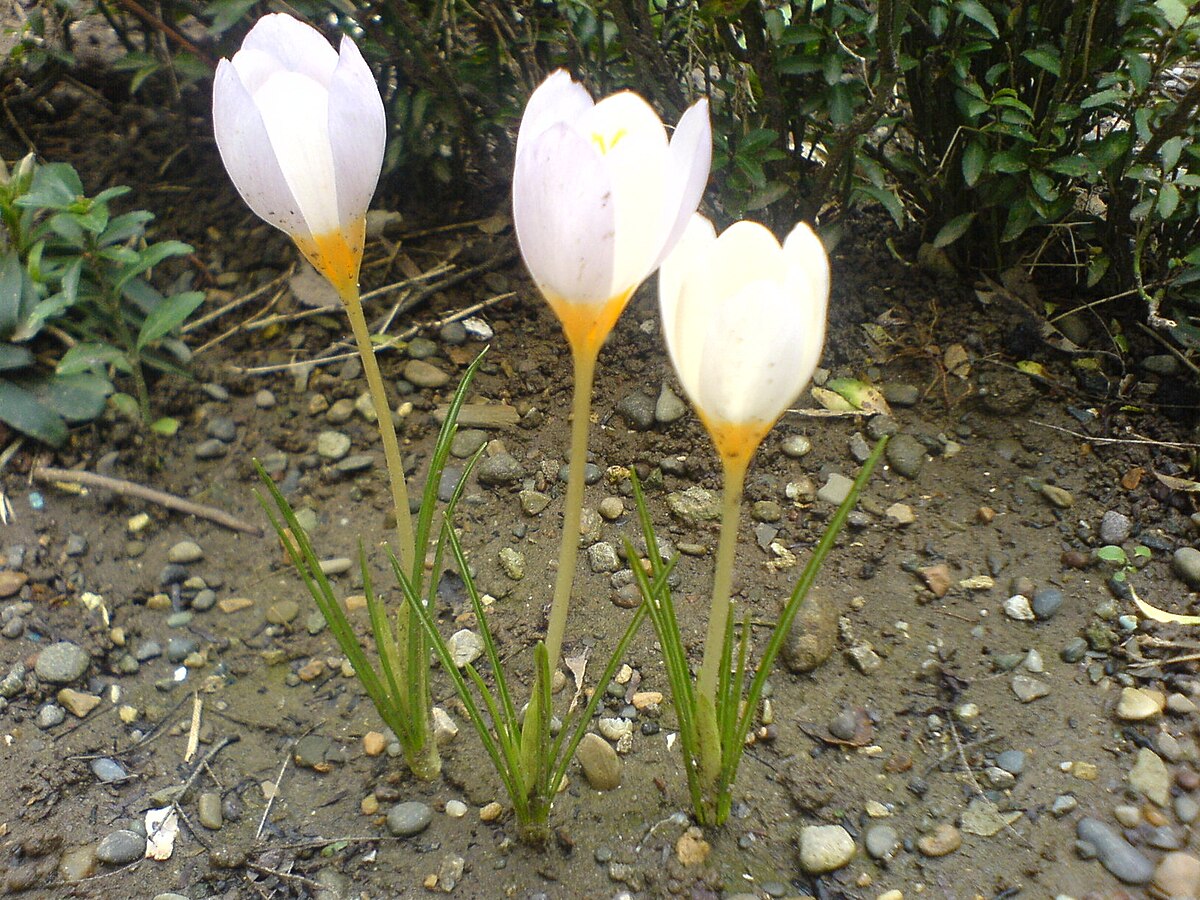 Шафран Каспийский (Crocus caspius)