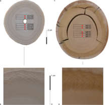 Cross sections of African elephant and woolly mammoth tusks; growth rings can be used to determine age Cross sections of African elephant and woolly mammoth tusks.png