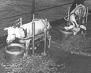 Two goats penned on ship deck, within reach of water and food.