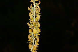 Crotalaria striata 07339.JPG