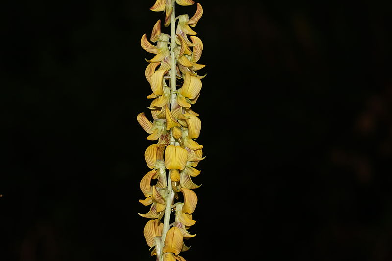 File:Crotalaria striata 07339.JPG