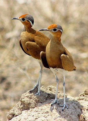 Burchell's Courser