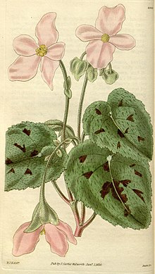 Curtis's botanical magazine (8293252045).jpg