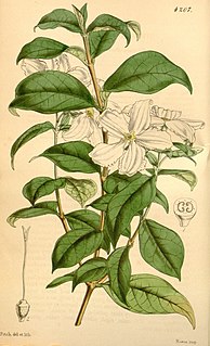 <i>Heinsia</i> Genus of plants