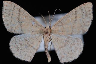 <i>Cyclophora dataria</i> species of insect