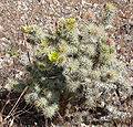 Cylindropuntia echinocarpa