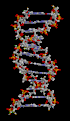 Анімація структури ДНК