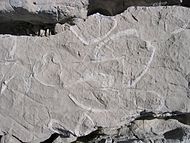 Dachsteinský vápenec s fosiliemi