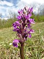 Dactylorhiza majalis Germany - Donzdorf