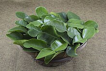 Kaffir lime leaf is a popular Hmong seasoning. Daun Jeruk.jpg