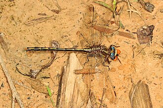 Phanogomphus oklahomensis Day 116 - Oklahoma Clubtail - Gomphus oklahomensis%3F, Lake Houston Wilderness Park, New Caney, Texas - 17285264812.jpg