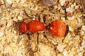 Day 195 - Velvet Ant (Mutillid Wasp) - Dasymutilla species, Leesylvania State Park, Woodbridge, Virginia.jpg