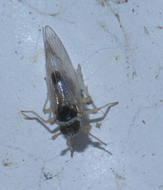 <i>Chionomus puellus</i> Species of true bug