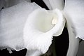 Dendrobium anosmum white colour Labellum