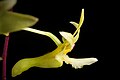 Dendrobium floresianum