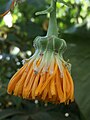 Sonchus brassicifolius