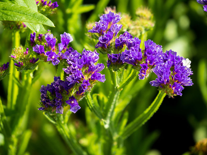 File:Der Geflügelte Strandflieder, lat. Limonium sinuatum 08.jpg