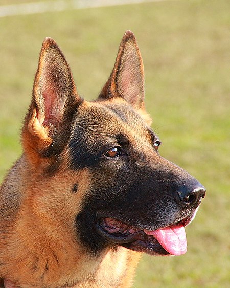 Deutscher Schäferhund- portrait.JPG