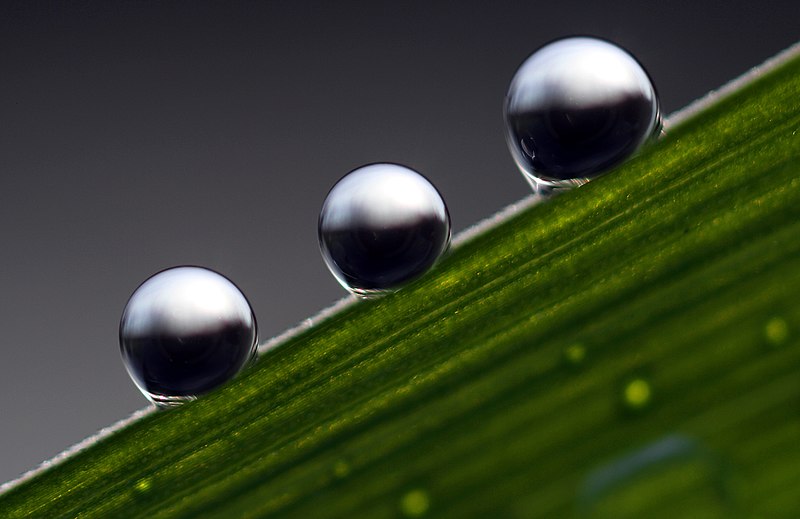 File:Dew drops on blade of grass in the morning.jpg