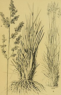 <i>Eragrostis echinochloidea</i> Species of plant