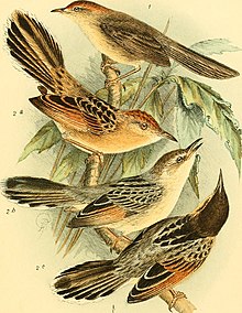 Die Vogel Afrikas (1900) (20939666082).jpg