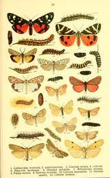 Male and female moth and larva (figures (9) Dieschmetterling14ecks 0443.png