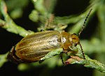 Miniatura para Diorhabda elongata