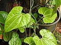 Dioscorea villosa-3-shevaroy nursery-yercaud-salem-India.jpg