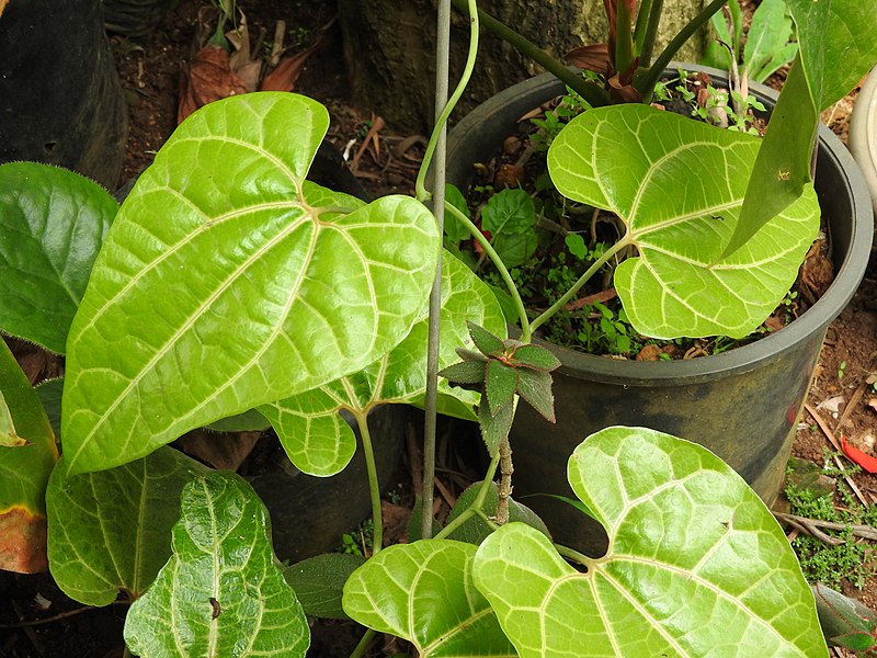 File:Dioscorea villosa-3-shevaroy nursery-yercaud-salem-India.jpg