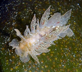<i>Dirona picta</i> Species of gastropod