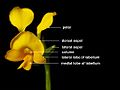 Diuris aequalis Flower diagram