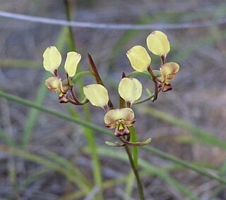 <i>Diuris recurva</i> Species of orchid