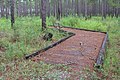 Trail boardwalk