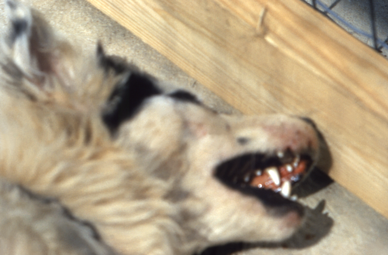 File:Dogwithrabies6.png