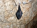 Domica cave.Bat - panoramio.jpg