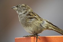 The sparrow on exhibit in the Natural History Museum Rotterdam Dominomus.jpg