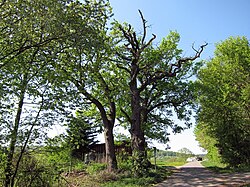 Three oaks near Elfershausen, 3.jpg